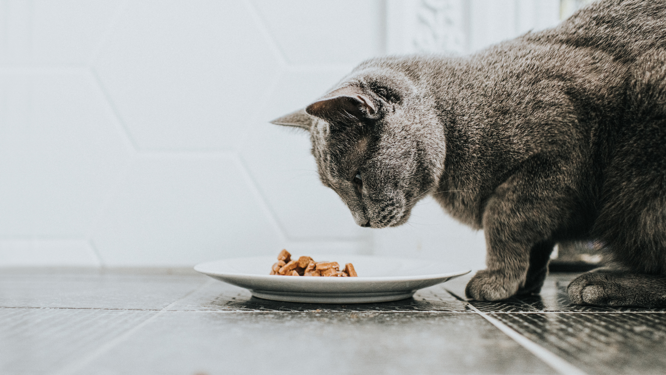 How the pet food market is responding to today’s hybrid definition of value